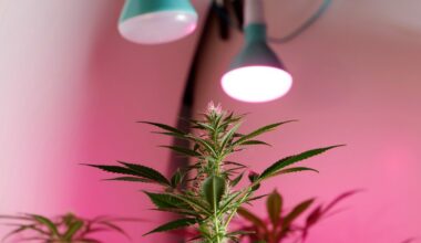 Inside Czechia’s new cannabis law: How much can you legally grow and possess?