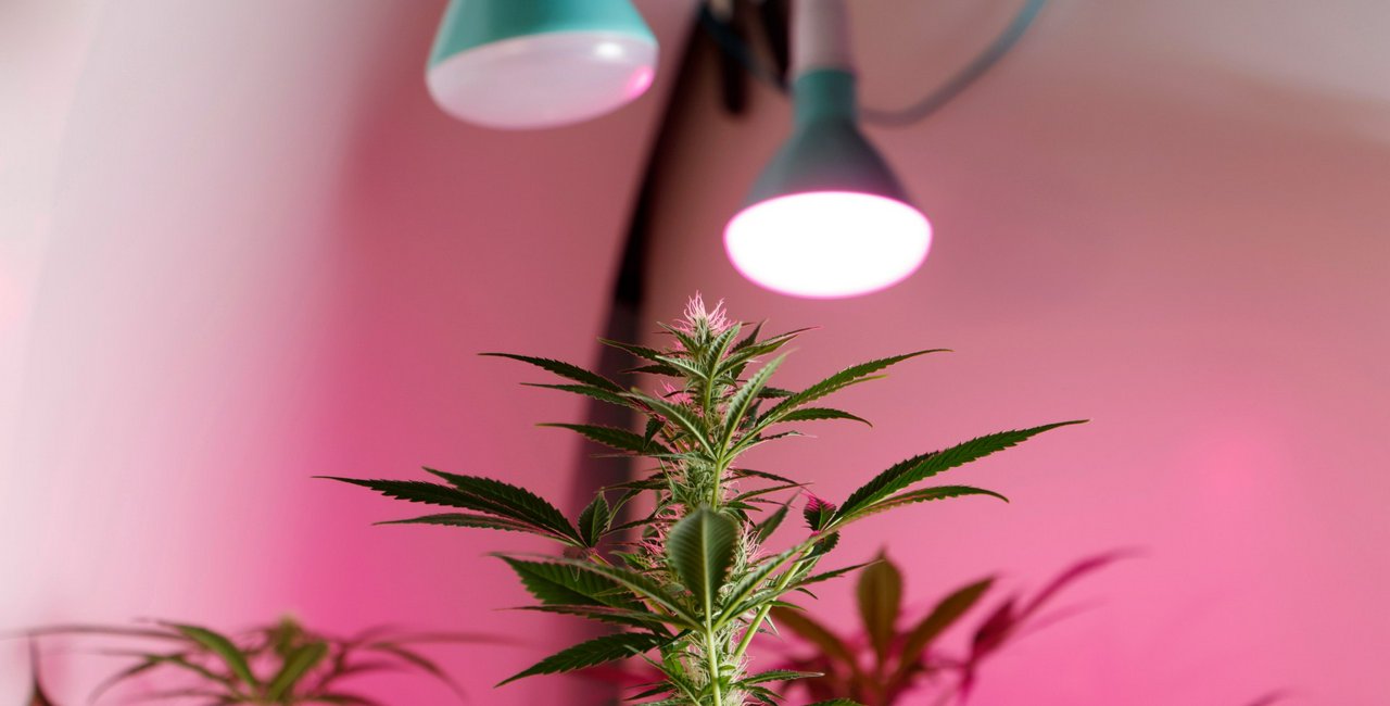 Inside Czechia’s new cannabis law: How much can you legally grow and possess?