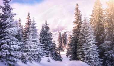 Czech scientists propose unique solution to fight climate change: Deforestation