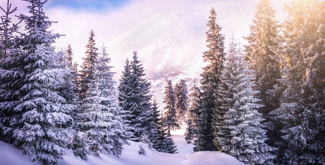 Czech scientists propose unique solution to fight climate change: Deforestation