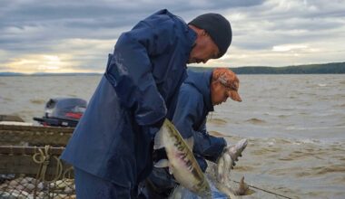 Russia Continues Supplies of its Cod and Pollock to EU Despite the Existing Restrictions and Duties