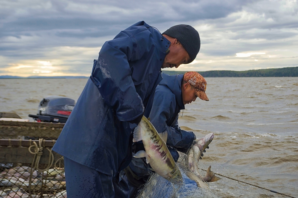 Russia Continues Supplies of its Cod and Pollock to EU Despite the Existing Restrictions and Duties