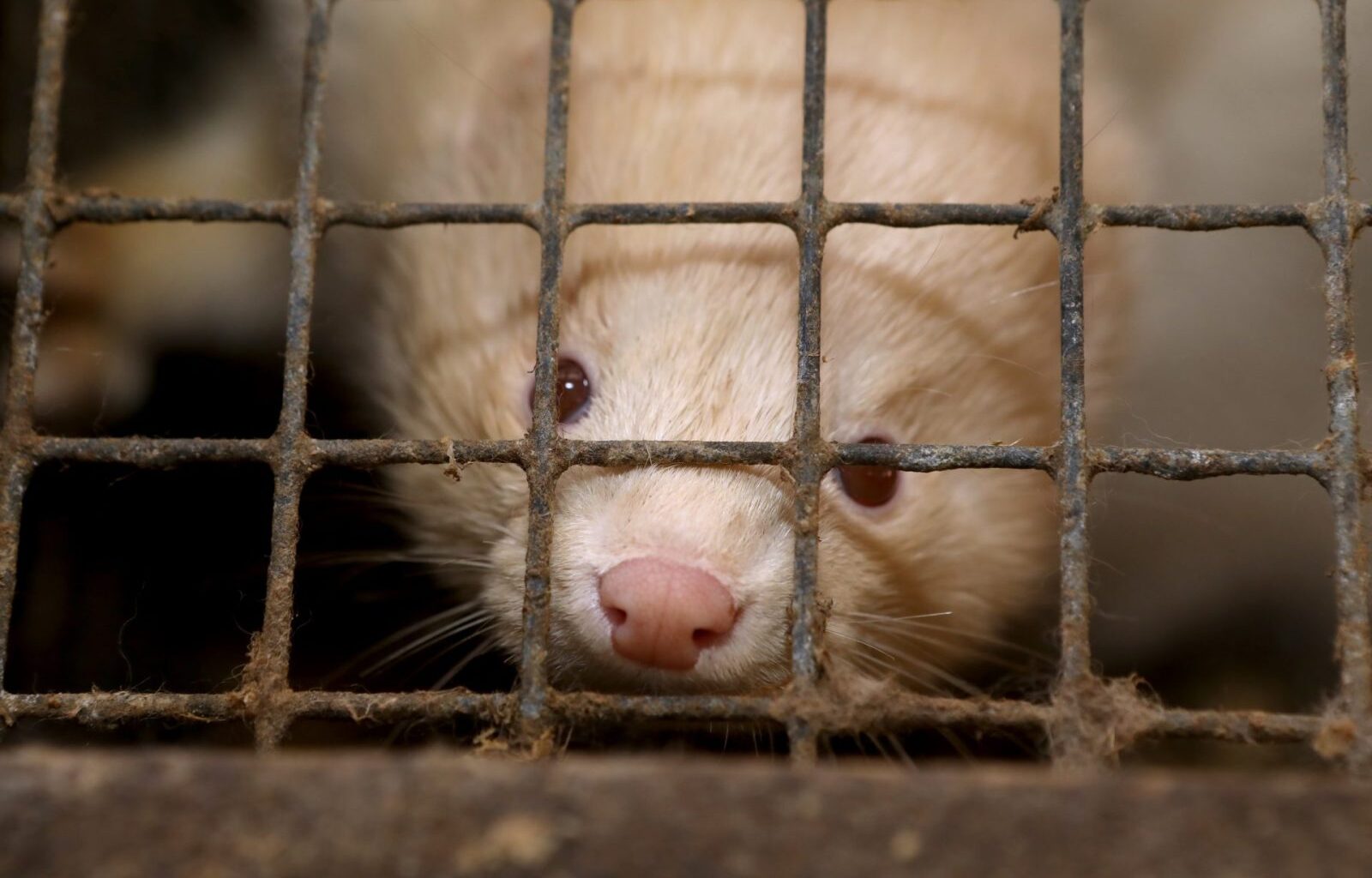EU Must Ban Fur Farming After Poland’s Historic Ban – One Green Planet