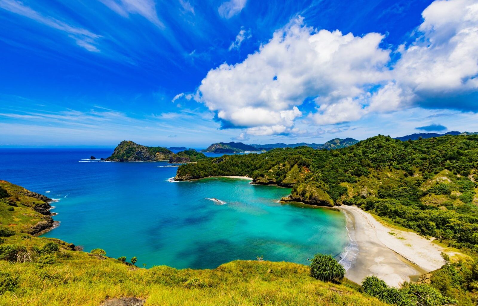 Cat Relocation Triggers Stunning Ecosystem Comeback In Japan – One Green Planet