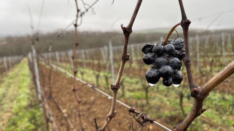 Some of the few remaining grapes after the harvest at Nikolaev & Sons vineyard