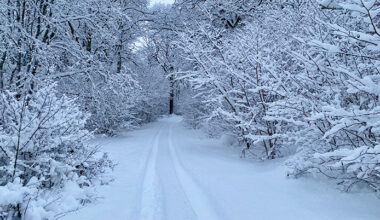 Det är snö i en skog. Det syns spår efter längdskidor i snön.