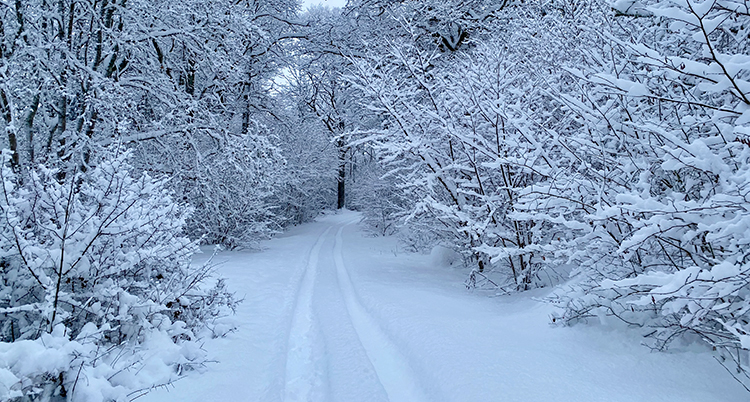 Det är snö i en skog. Det syns spår efter längdskidor i snön.