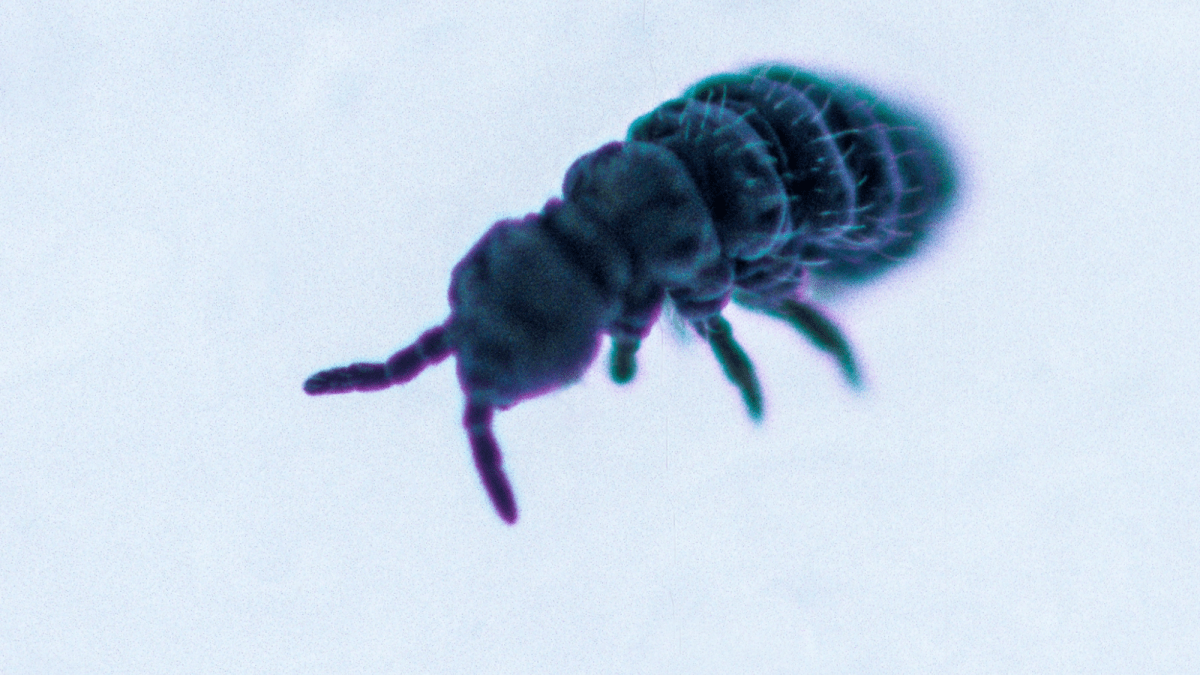 Snow fleas use their tail to jump around the ice