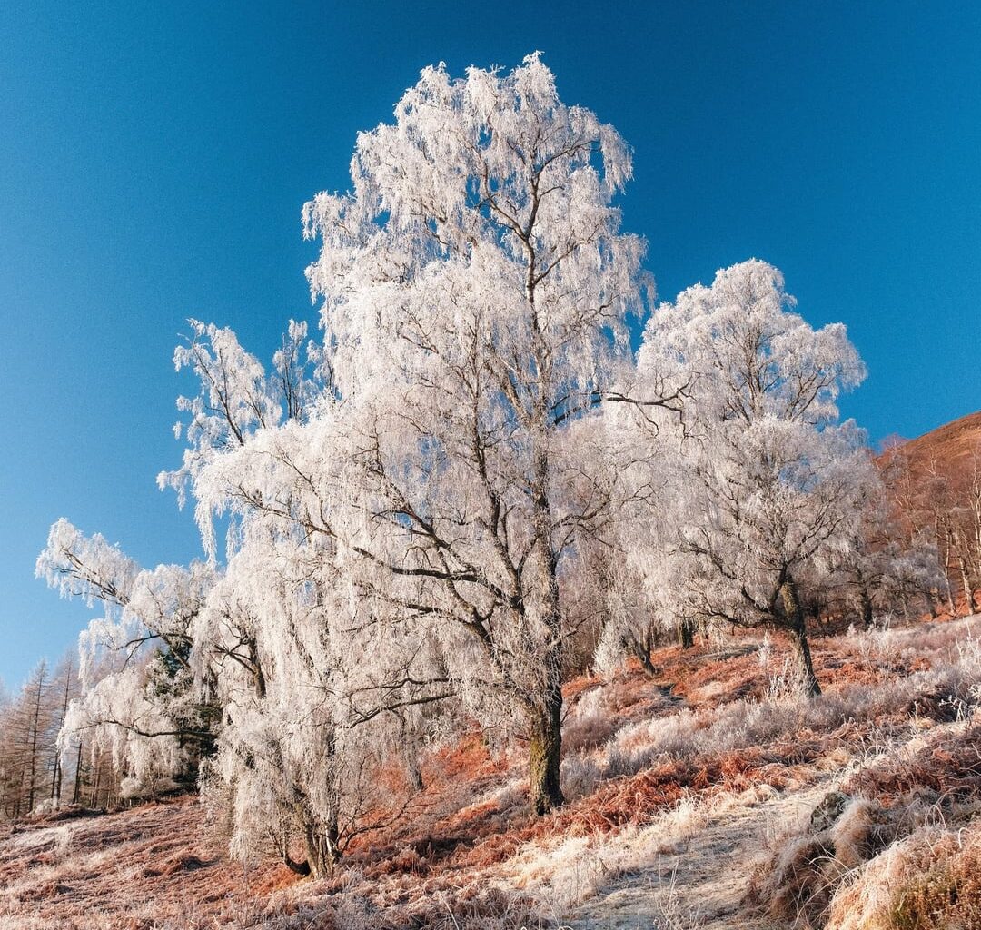Frosty trees in Glen Lyon the other day!