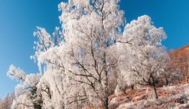 Frosty trees in Glen Lyon the other day!