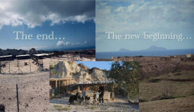 Η νέα στέγη του καταφυγίου αδέσποτων ζώων StrayPaws Santorini ζητά την στήριξη σου