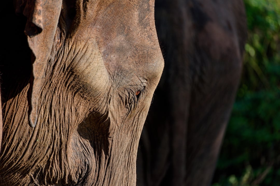 Winterblues - Erinnerung an den Sommer in Sri Lanka - Part II