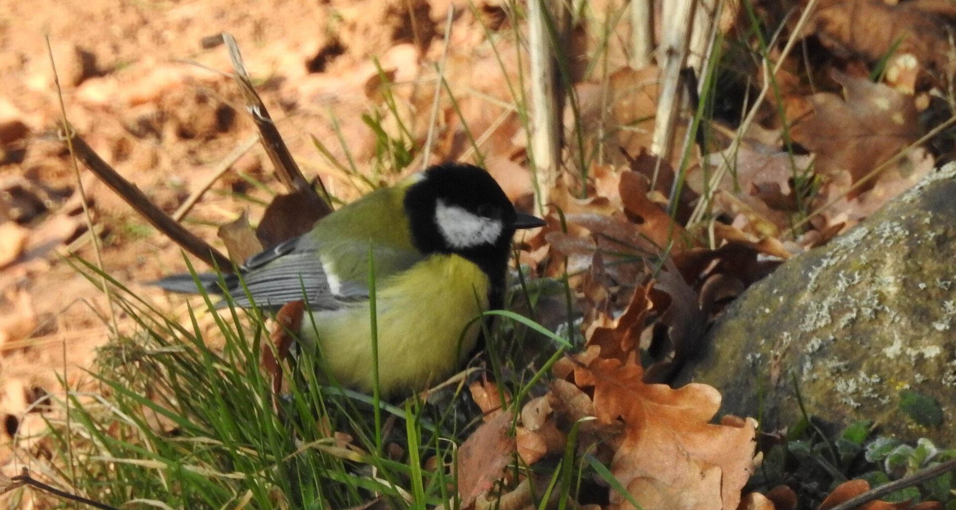Kohlmeise auf Futtersuche