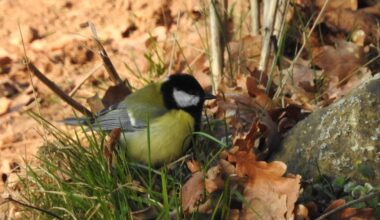 Kohlmeise auf Futtersuche
