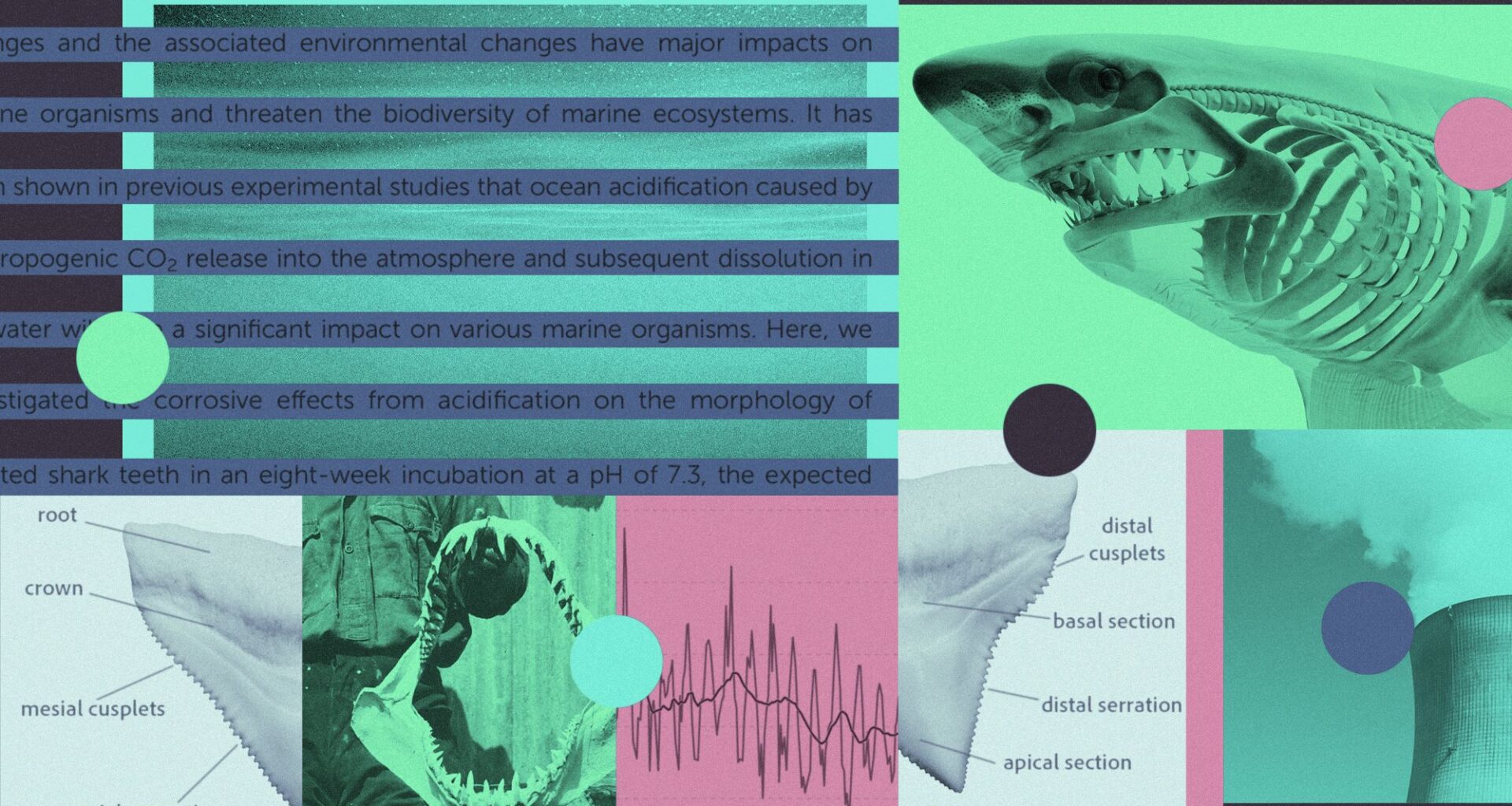 The ocean is getting more acidic — and harming sharks’ teeth