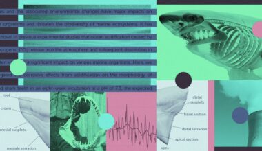 The ocean is getting more acidic — and harming sharks’ teeth