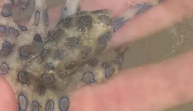 Şi-a ţinut moartea în mână. Un turist a ţinut în palmă una dintre cele mai veninoase creaturi