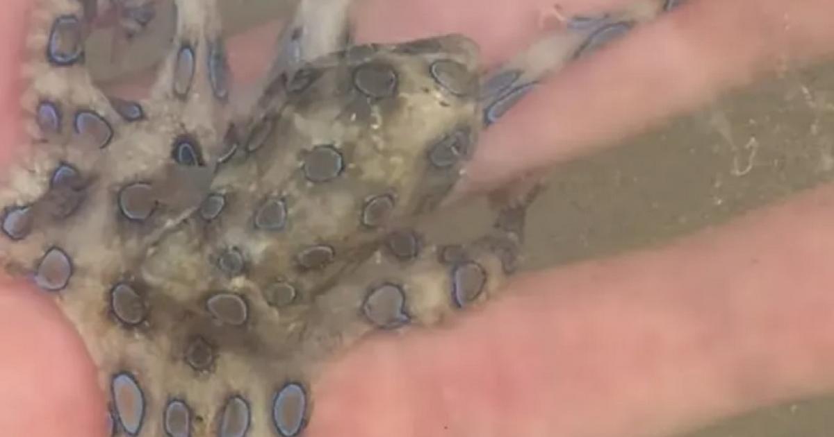 Şi-a ţinut moartea în mână. Un turist a ţinut în palmă una dintre cele mai veninoase creaturi