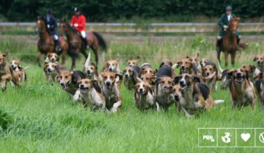 UK Government Overhauls Animal Welfare Strategy To Target Puppy Mills, Caged Farming, And Trail Hunting