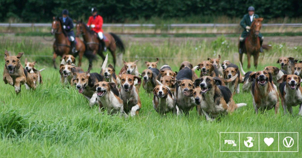 UK Government Overhauls Animal Welfare Strategy To Target Puppy Mills, Caged Farming, And Trail Hunting
