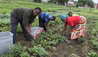 Program at Juniper Gardens Training Farm helps refugees plant "New Roots"