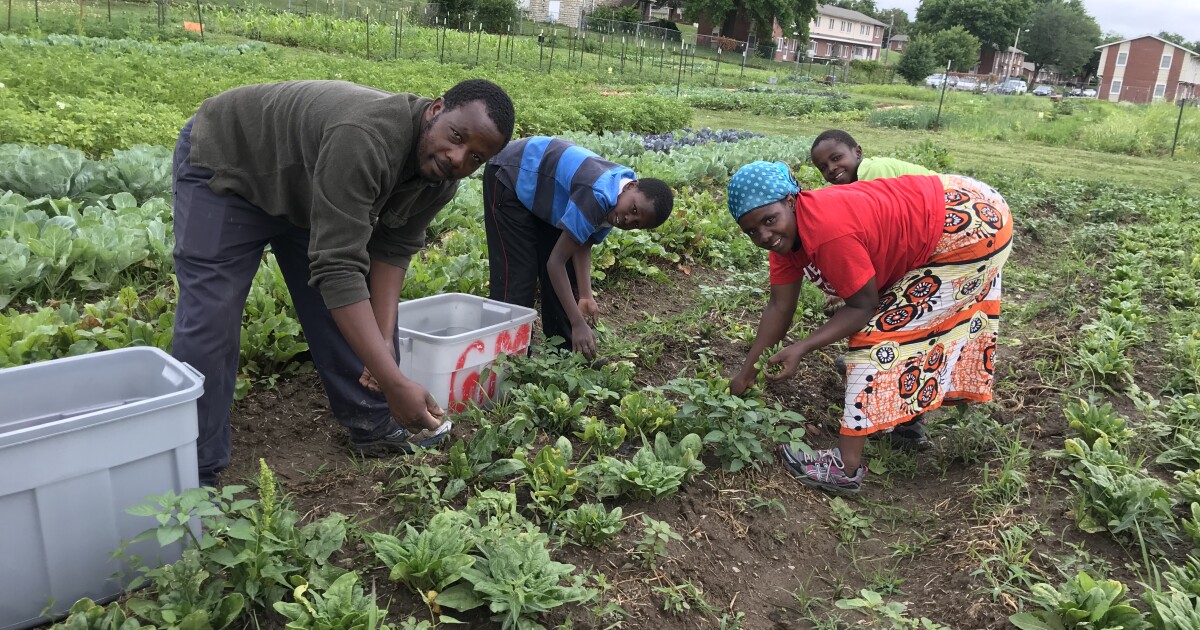Program at Juniper Gardens Training Farm helps refugees plant "New Roots"