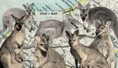 Cutout images of wallabies looking in different directions sit atop an old paper map showing the Isle of Man.