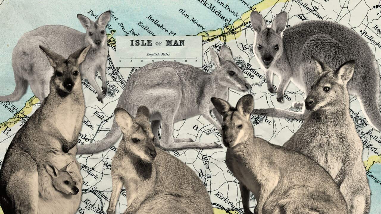 Cutout images of wallabies looking in different directions sit atop an old paper map showing the Isle of Man.