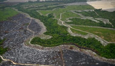 Top soybean traders exit pact that protects Amazon rainforests