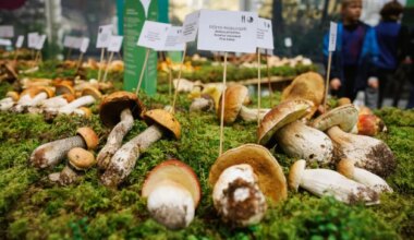 millised on Eesti kõige ohustatumad liigirühmad?