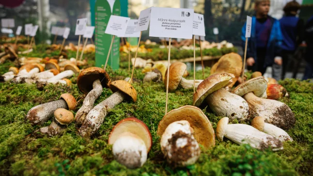 millised on Eesti kõige ohustatumad liigirühmad?