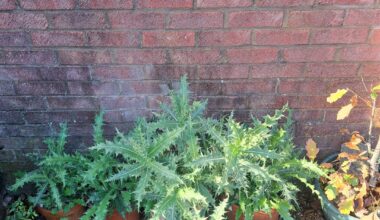 My little piece of Almeria