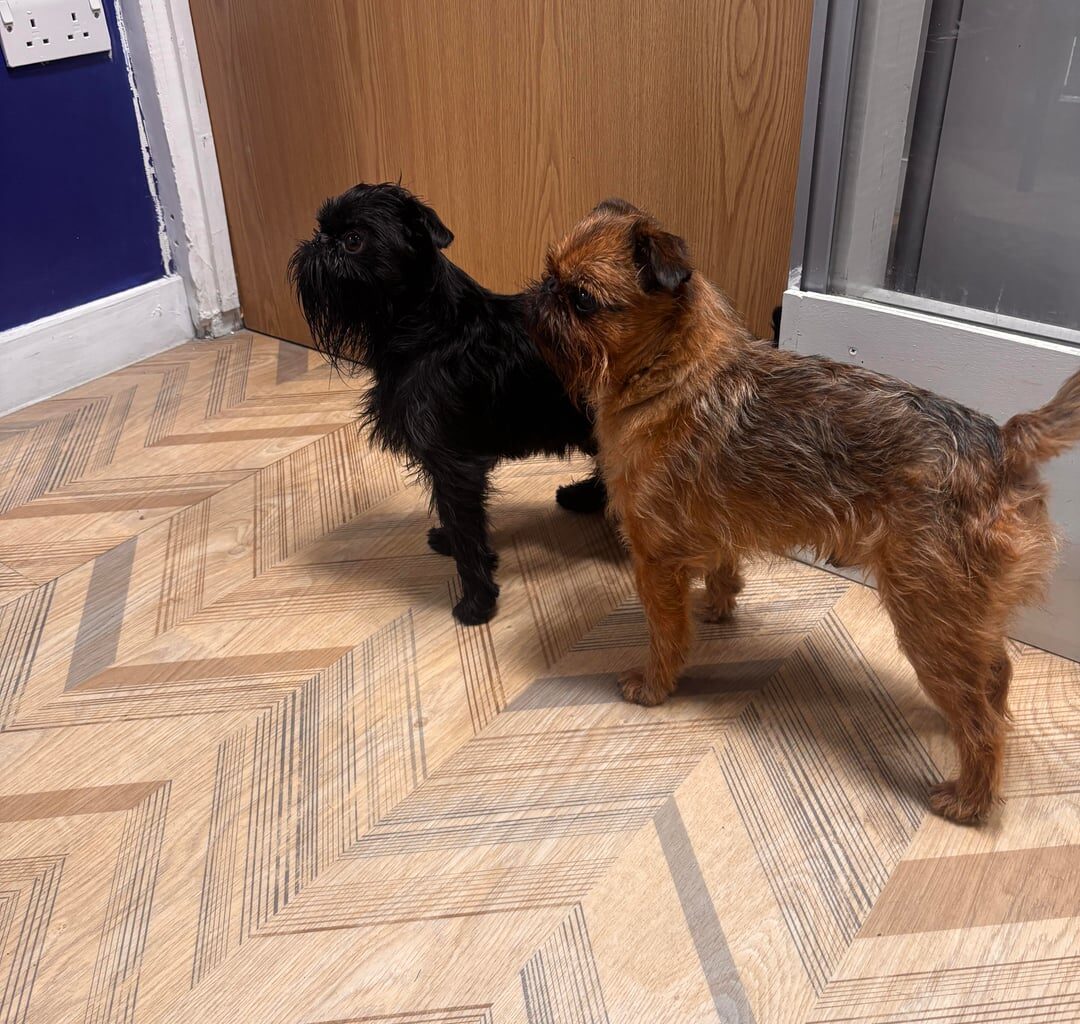 Two Dogs found at Battersea Park!