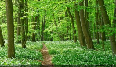 A path through a forest of green trees ©Michael Breuer / Radius Images