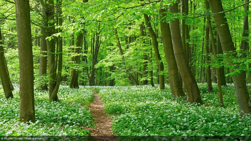 A path through a forest of green trees ©Michael Breuer / Radius Images