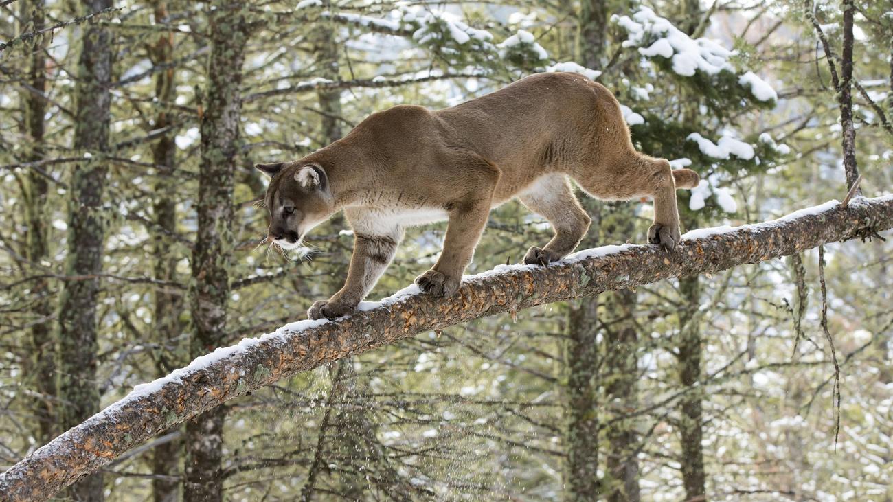 USA: Frau stirbt bei mutmaßlichem Puma-Angriff im US-Bundesstaat Colorado