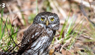 Par 2026. gada putnu izziņo mazāko no Latvijas pūcēm – apodziņu