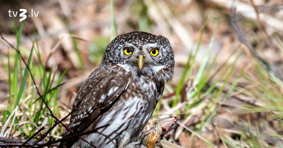 Par 2026. gada putnu izziņo mazāko no Latvijas pūcēm – apodziņu