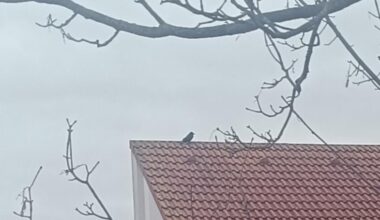 Mein erster Vogel des Jahres, eine Rabenkrähe. Was waren eure ersten Sichtungen heute?