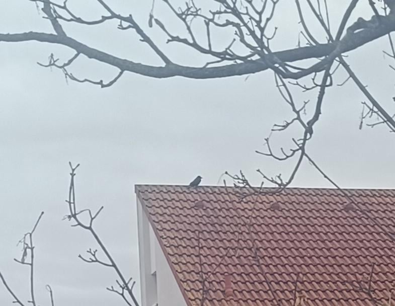 Mein erster Vogel des Jahres, eine Rabenkrähe. Was waren eure ersten Sichtungen heute?