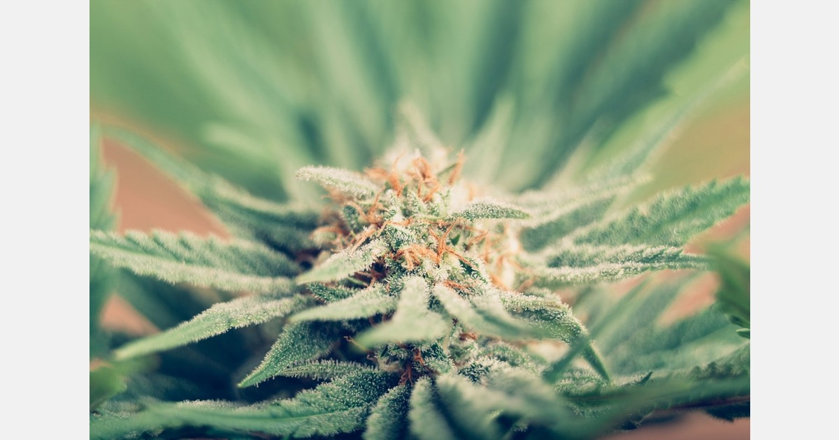 USDA seeks White House approval for changes to hemp farming forms