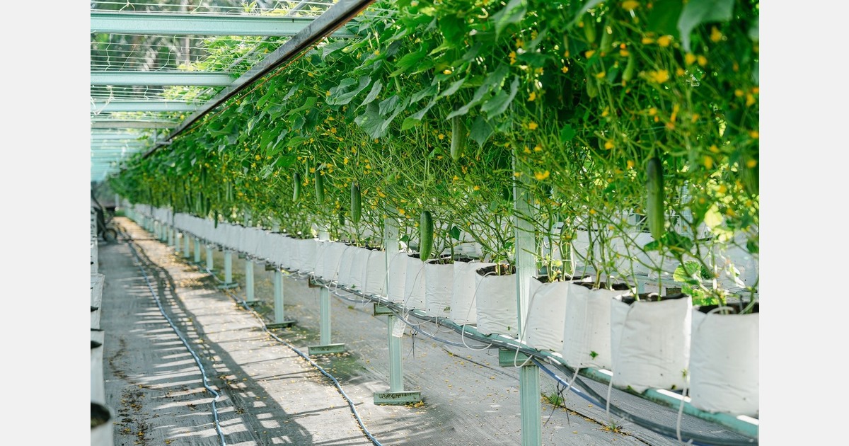 Using geothermal energy to produce cucumbers, tomatoes