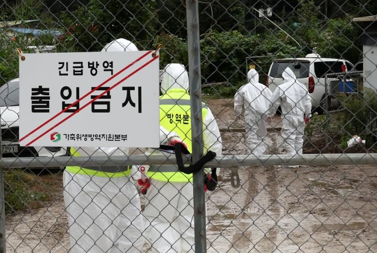 South Korea confirms three new African swine fever cases