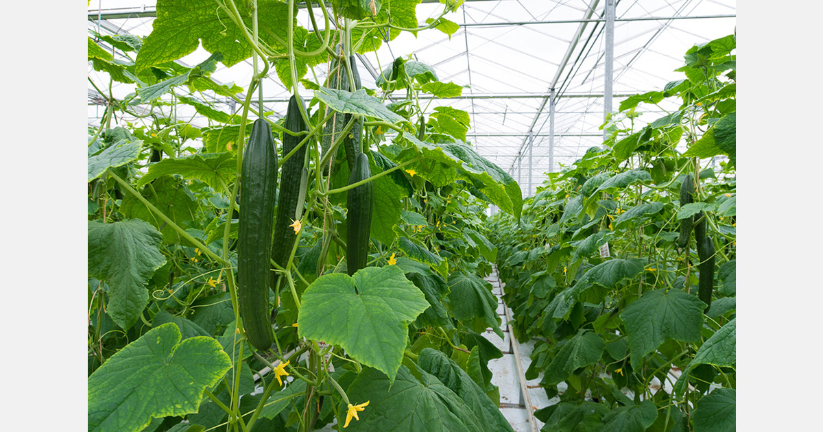 Greenhouse cucumber production declines as costs rise and imports grow in Poland