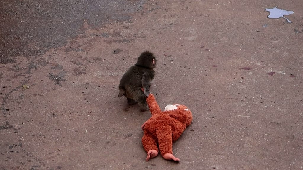 Fans flock to Japan zoo to see viral baby monkey Punch