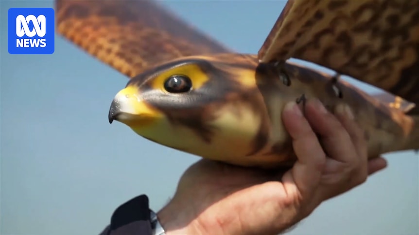 Peregrine falcon drone could save Australian fruit and almond orchards from hungry birds