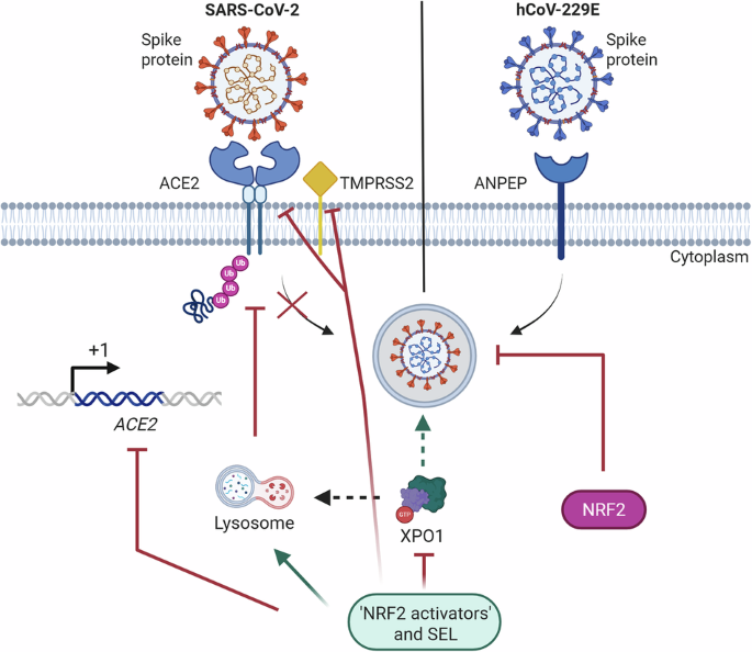 NRF2 activators and the inhibitor of nuclear export, selinexor, restrict coronaviruses by targeting a network involving ACE2, TMPRSS2, and XPO1 through an NRF2-independent mechanism