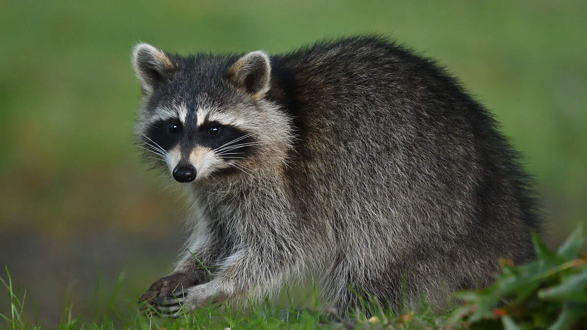 Raccoon Stows Away In Car Headed For Belarus