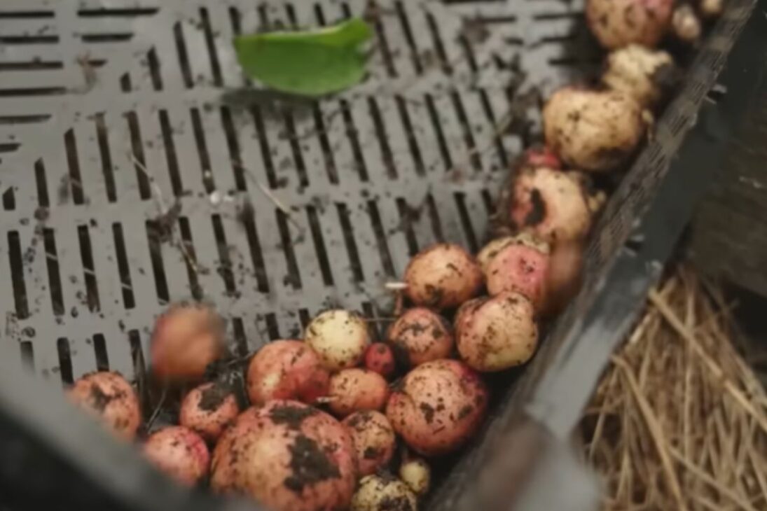 Na Islândia, estufas aquecidas por geotermia usam energia geotérmica para fortalecer a produção de tomates e a agricultura sustentável.