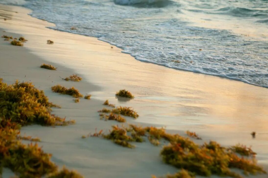 Invasive species spread across Latin America: water lilies and sargassum put pressure on communities while biological control attempts to contain the damage.